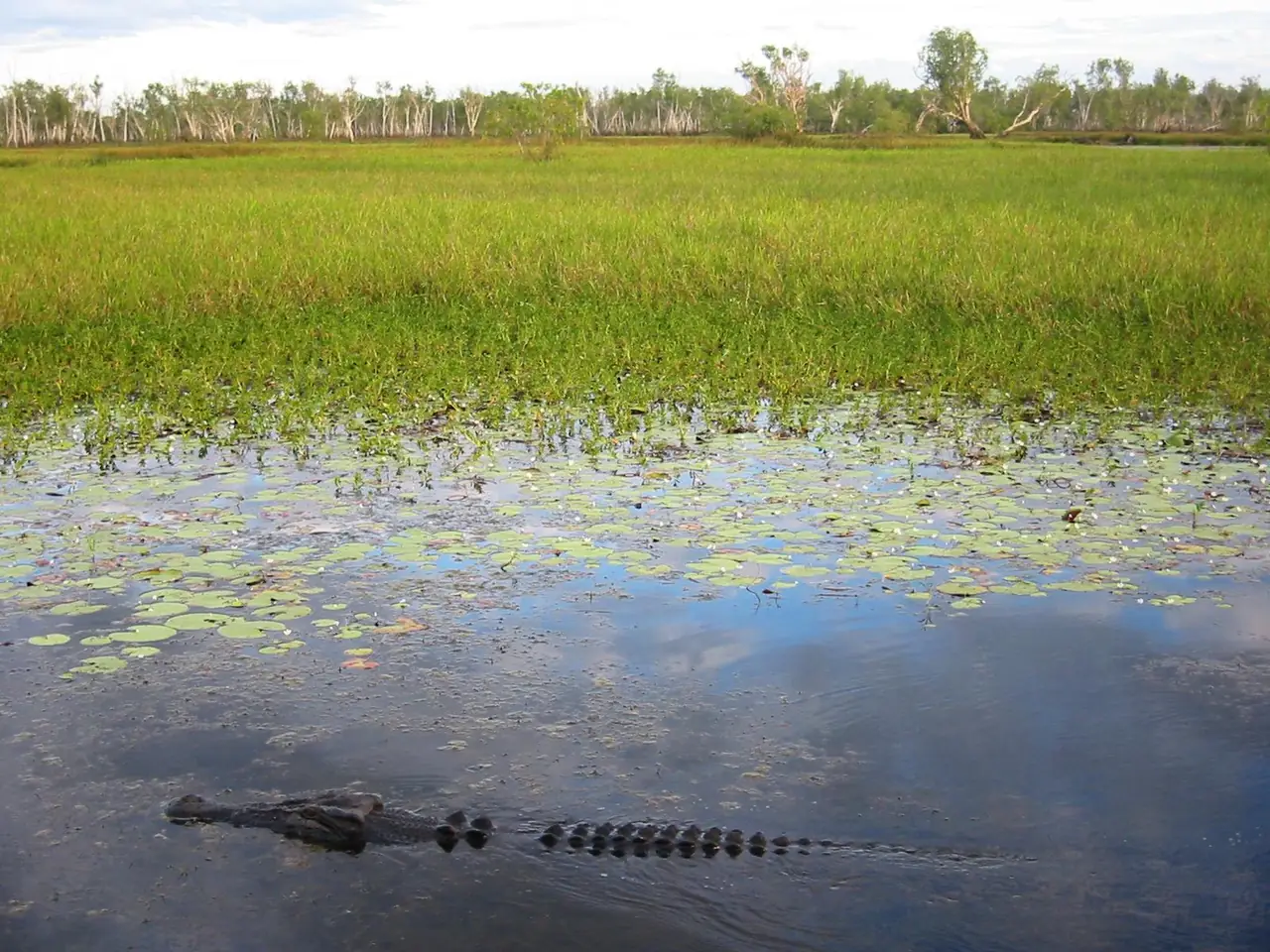 จระเข้น้ำเค็มว่ายอยู่ในน้ำที่มีดอกบัวและทุ่งหญ้าที่ Yellow Water ภาพจาก Wikimedia Commons ผู้ถ่าย Thomas Schoch สัญญา CC BY-SA 2.5 ไม่ระบุปีที่ถ่าย
