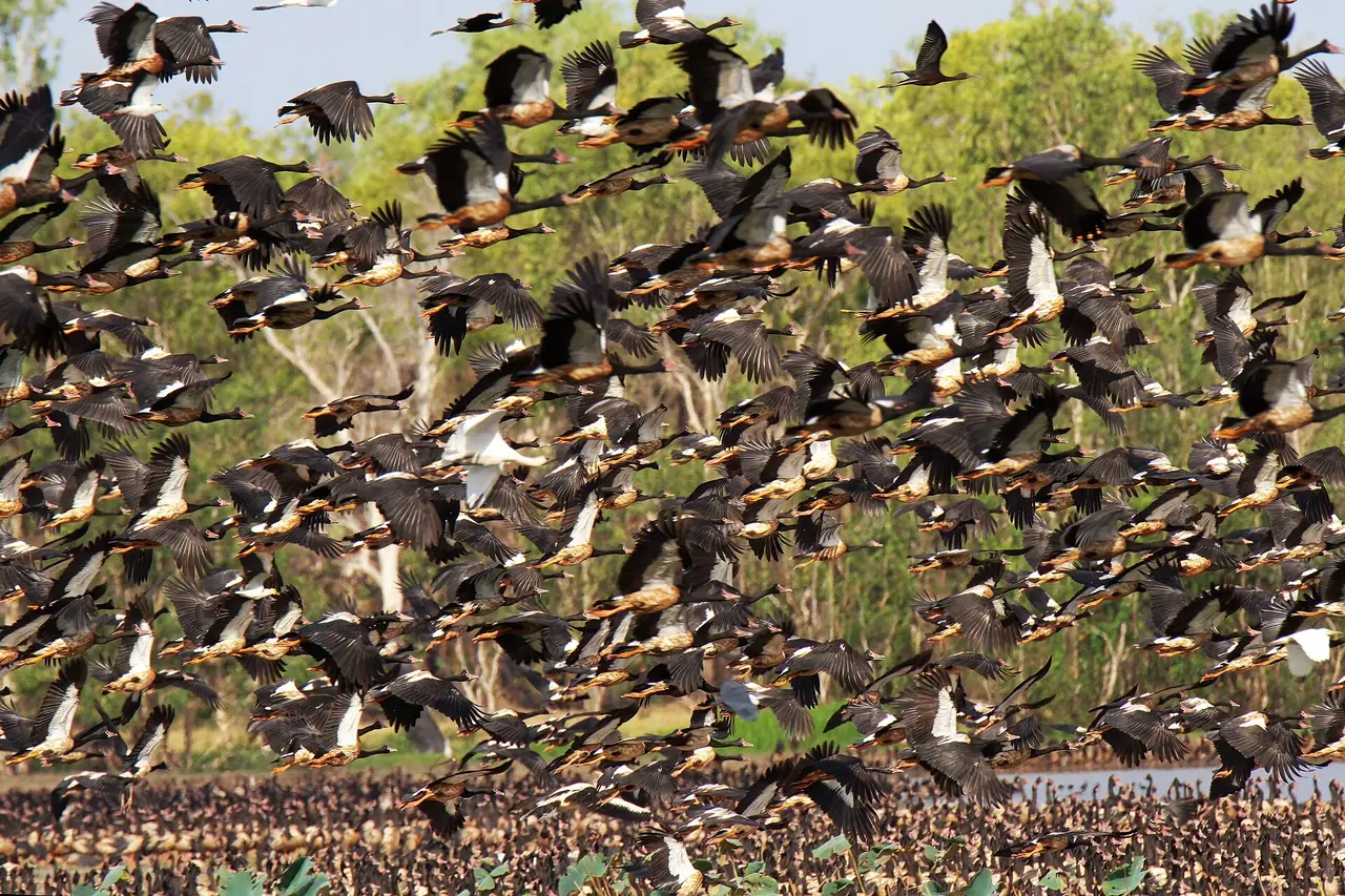 ฝูงนกจำนวนมากบินขึ้นเหนือบึง Mamukala ใกล้ Jabiru ภาพจาก Wikimedia Commons ผู้ถ่าย PotMart186 สัญญา CC BY-SA 4.0 ไม่ระบุปีที่ถ่าย