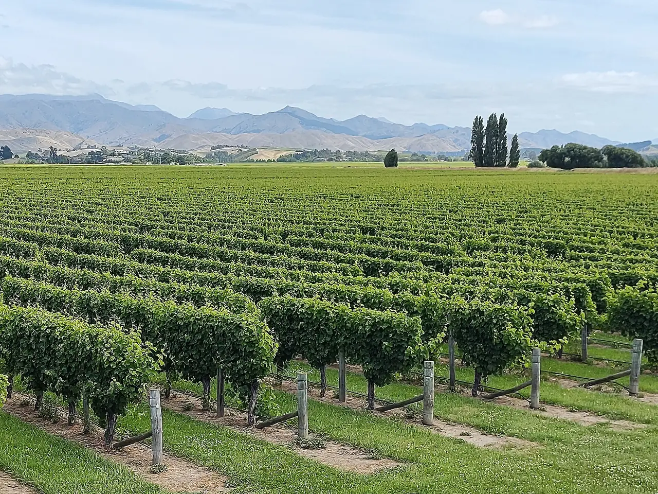 แถวองุ่นกว้างในหุบเขา Wairau ของภูมิภาคไวน์ Marlborough มีเทือกเขาอยู่ไกล ๆ ภาพจาก Wikimedia Commons ผู้ถ่าย Jonathan Harker สัญญา CC BY 4.0 ไม่ระบุปีที่ถ่าย