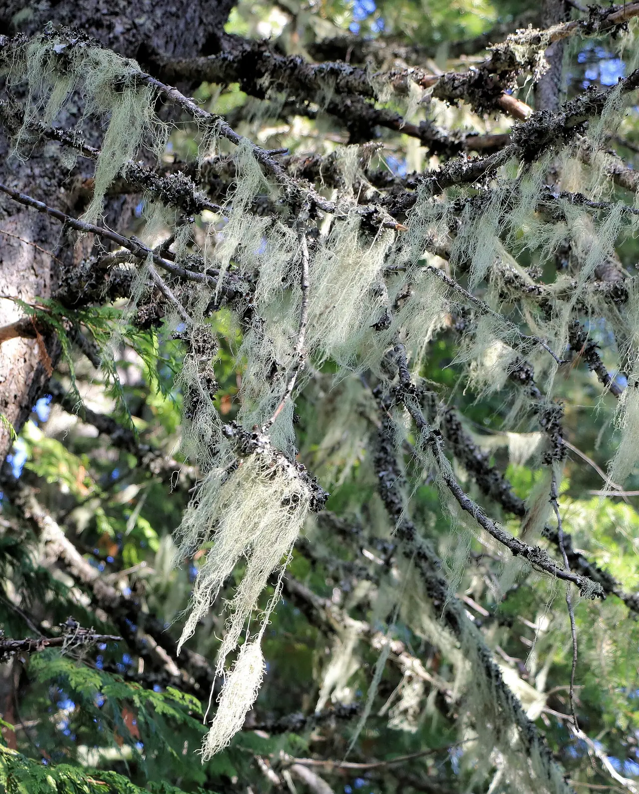 ไลเคนสกุล Usnea ที่ห้อยตามกิ่งไม้ในป่าแคนาดา ภาพจาก Wikimedia Commons ผู้ถ่าย ImagePerson สัญญา CC0 ไม่ได้ถ่ายที่ภูฝอยลม เป็นภาพแสดงลักษณะไลเคนสกุลเดียวกับที่ตั้งชื่อภู ส่วนชนิดที่ภูฝอยลมยังไม่ยืนยัน