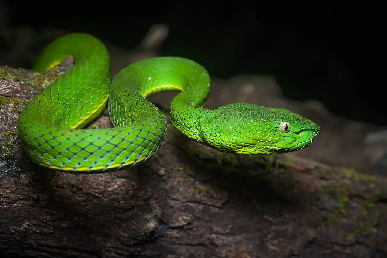 งูพิษชนิด Vogel's pit viper (Trimeresurus vogeli) ที่ Wikimedia Commons ระบุว่าถ่ายในเขตรักษาพันธุ์สัตว์ป่าเขาสอยดาว ภาพจาก Wikimedia Commons ผู้ถ่าย Rushen สัญญา CC BY-SA 2.0 เป็นภาพสัตว์ที่พบในพื้นที่ ไม่ใช่สัตว์ที่ผู้มาเที่ยวจะเห็นตามทางเดิน และไม่ระบุปีที่ถ่าย