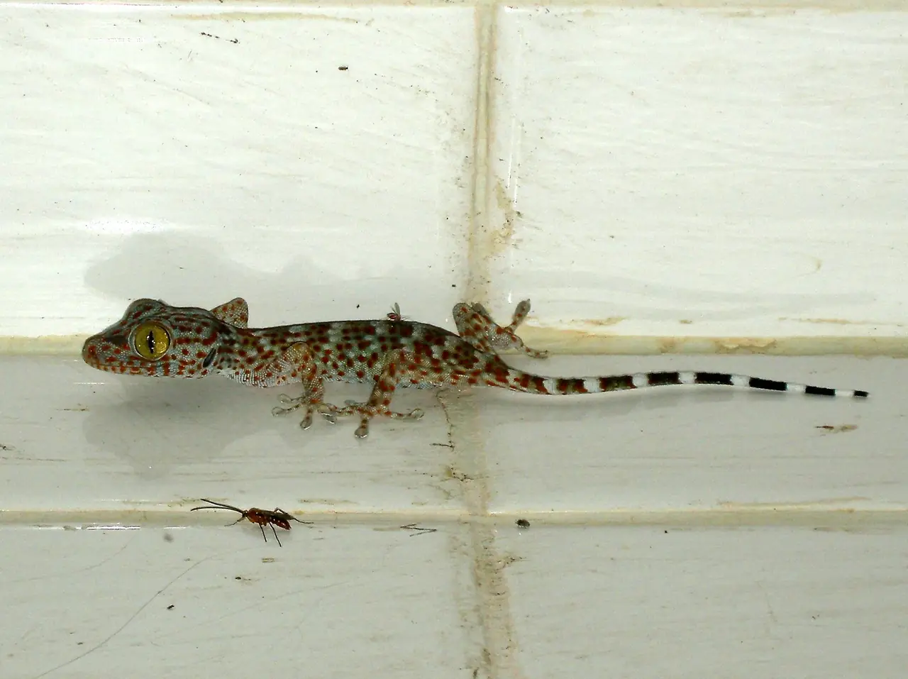 ตุ๊กแก (Gekko gecko) บนผนังกระเบื้องขาว ที่ Wikimedia Commons ระบุสถานที่ว่าเขาสอยดาว จันทบุรี ภาพจาก Wikimedia Commons ผู้ถ่าย Len Worthington สัญญา CC BY-SA 2.0 น่าจะถ่ายใกล้อาคารที่พัก ไม่ใช่ในป่า ไม่ระบุปีที่ถ่าย
