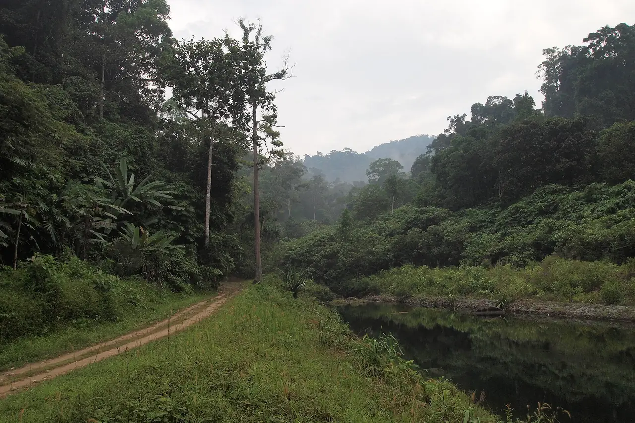 ป่าดิบชื้นและลำน้ำริมทางดินในเขตอุทยานเขาหลัก-ลำรู่ ภาพจาก Wikimedia Commons ผู้ถ่าย Vyacheslav Argenberg สัญญา CC BY 4.0 เป็นภาพประกอบบรรยากาศป่า ไม่ระบุว่าอยู่ใกล้จุดใดของอุทยาน