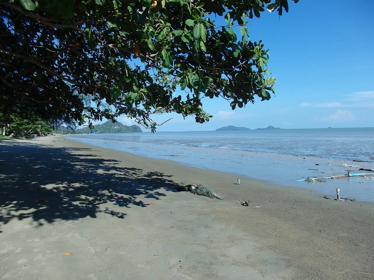 หาดทรายใต้ร่มไม้ริมทะเลที่ตำบลปากน้ำ อำเภอละงู ตอนน้ำลด มีเกาะเล็กอยู่ไกลออกไป ภาพจาก Wikimedia Commons ผู้ถ่าย mohigan สัญญา CC BY-SA 3.0 ไม่ระบุปีที่ถ่าย ภาพประกอบเช่นกัน