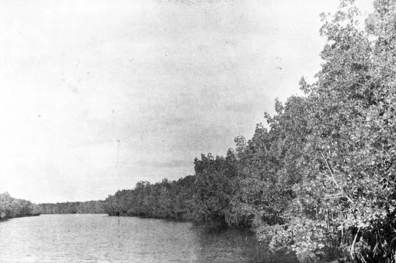 ป่าโกงกางริมแม่น้ำในสตูล ภาพขาวดำจากหนังสือภาพ Phap Mueang Thai ปี 2486 ของสำนักนายกรัฐมนตรี ภาพจาก Wikimedia Commons ใบอนุญาตสาธารณสมบัติ ภาพเก่า ไม่ใช่สภาพปัจจุบัน และ Commons ไม่ระบุว่าเป็นลำน้ำใด